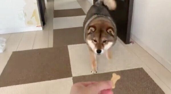 飼い主さんのもとに駆け寄る花ちゃん