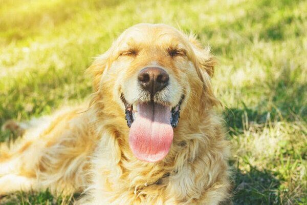 笑顔の犬