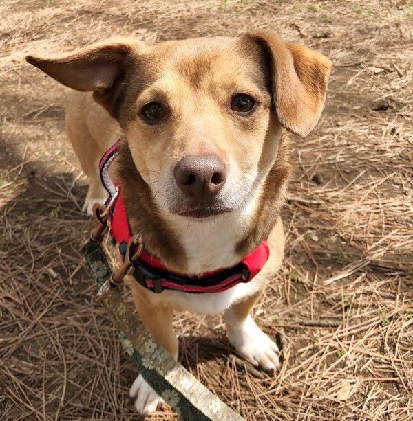 お散歩する犬