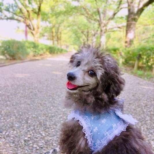 お出かけするトイ・プードル