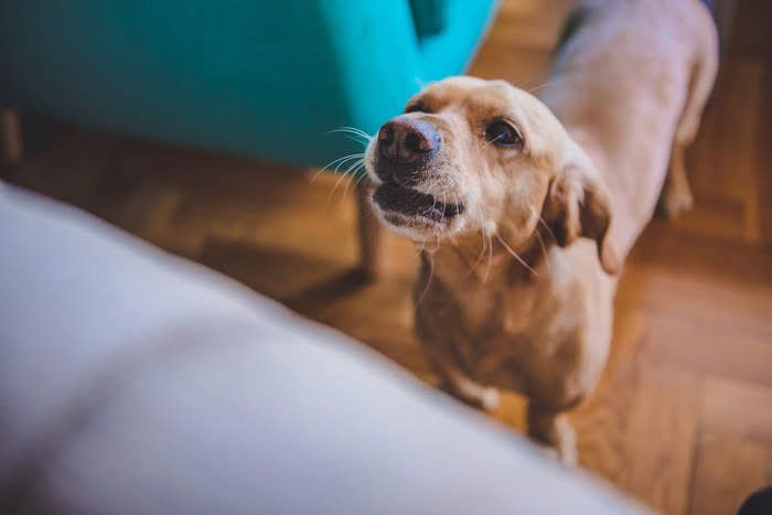 何かを要求する犬