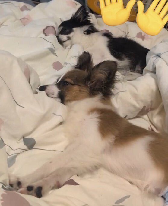同じ向きで寝ているチワワ（写真上）とパピヨン（写真下）