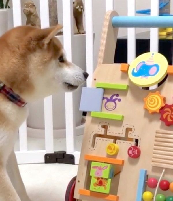 知育玩具で遊ぶ柴犬