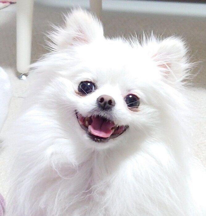 2才になったおこめちゃん