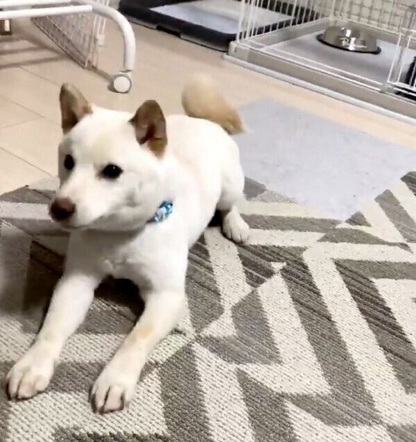 フセをするえるちゃん