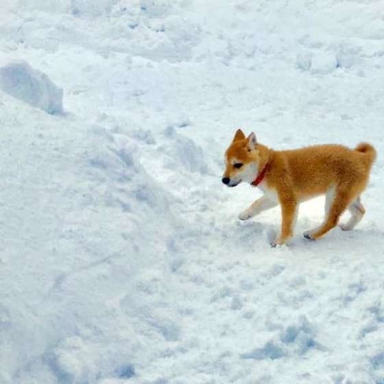 赤い首輪をした柴犬
