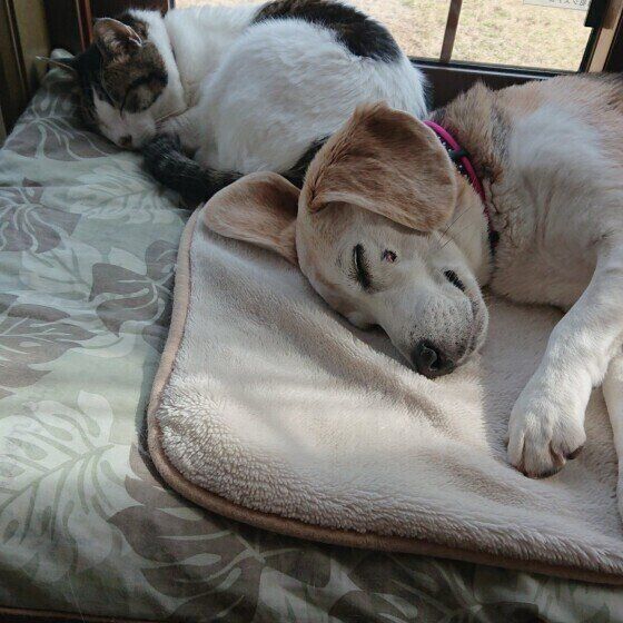 シニア犬が安心して暮らせる環境を整えよう!住環境と愛情が安心感につながる いぬのきもち