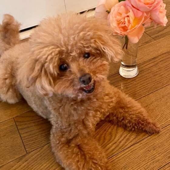 花瓶の花と犬