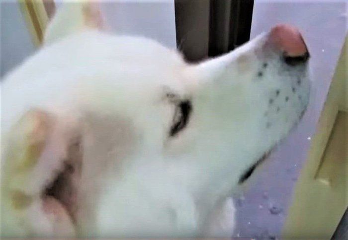 雷と秋田犬