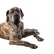 ブラジリアン ガード ドッグの特徴 性格 最新価格と飼い方 いぬのきもち 犬図鑑 いぬのきもちweb Magazine ブラジリアン ガード ドッグの特徴 性格 最新価格と飼い方 いぬのきもち 犬図鑑 いぬのきもちweb Magazine