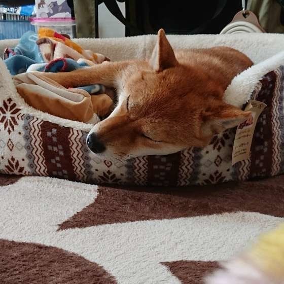 柴