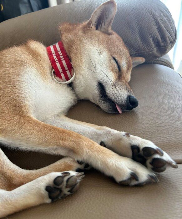 1才6カ月のころに撮影した小雪ちゃん