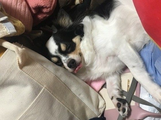 眠るチワワ