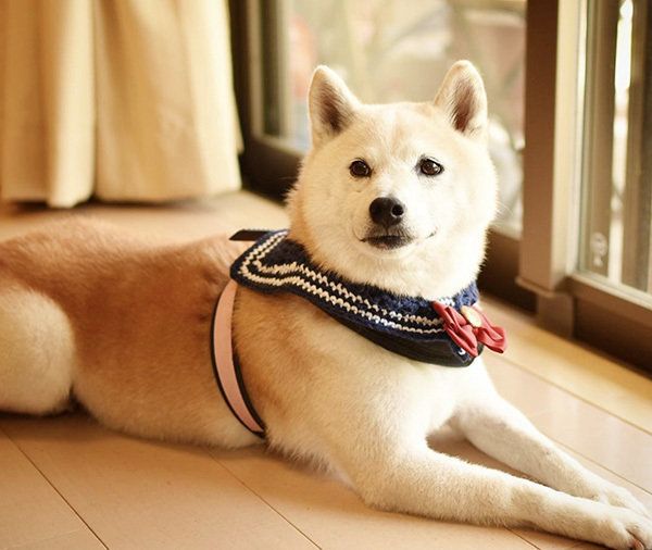 柴犬のはなちゃん