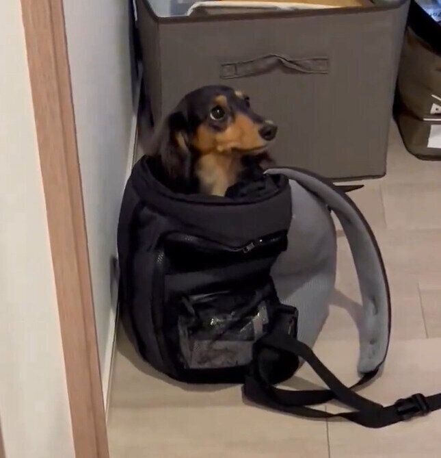 キャリーバッグに入るこうくん