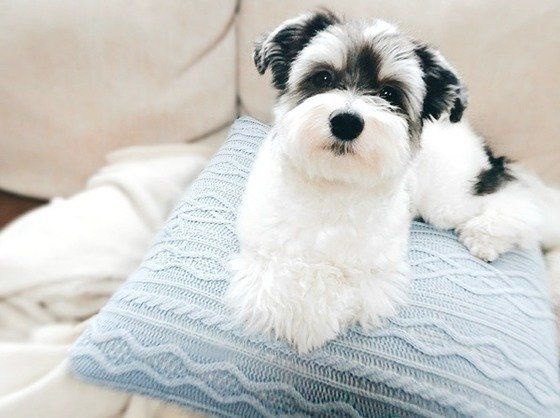 ミックス犬