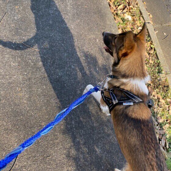 お散歩する犬