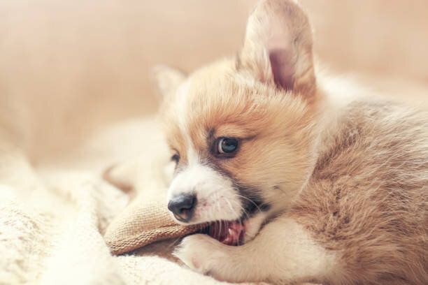 かわいい小さなコーギー犬の子犬は柔らかいベッドに横たがあり、おもちゃの上にニブル