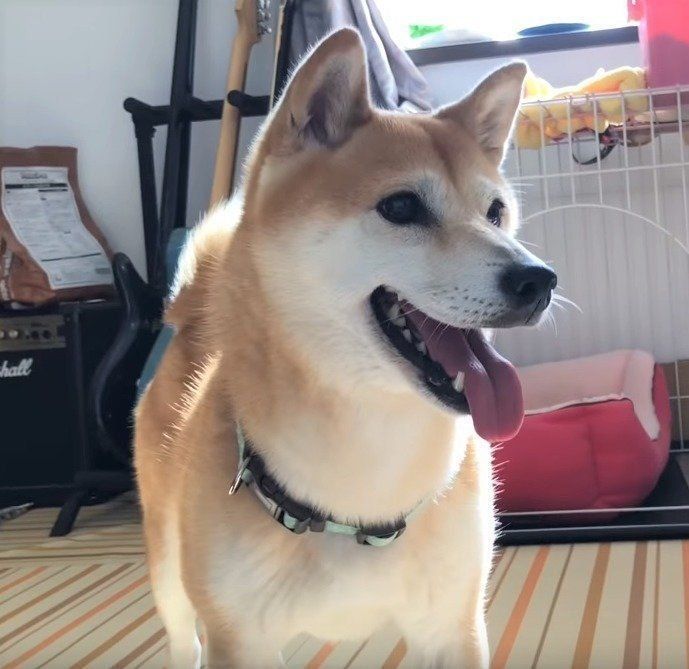 ボールで遊ぶ柴犬の小春ちゃん