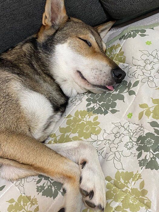 数分後には夢の中