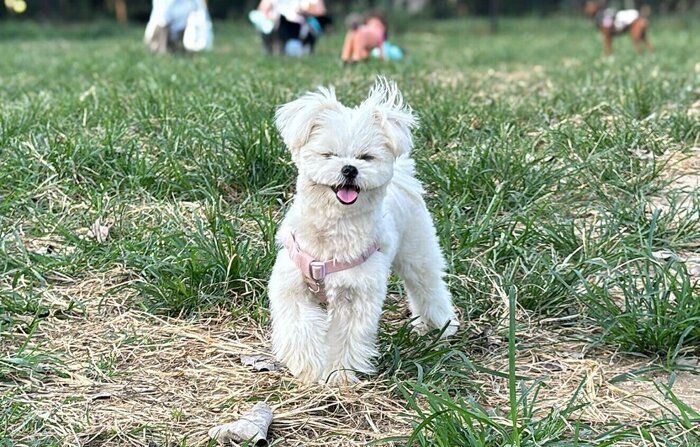 ドッグランで遊ぶおこめちゃん