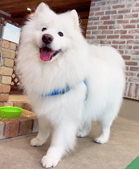 室内ドッグランを楽しんだダッツくん