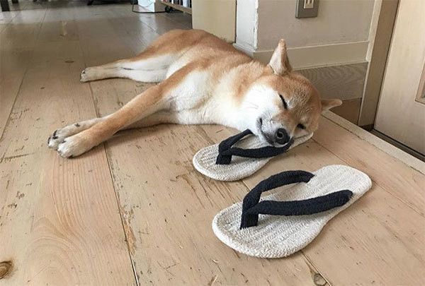 眠る柴犬