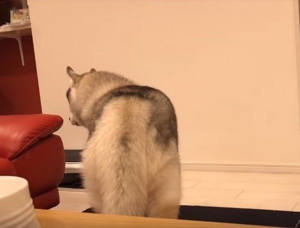 シベリアン・ハスキー