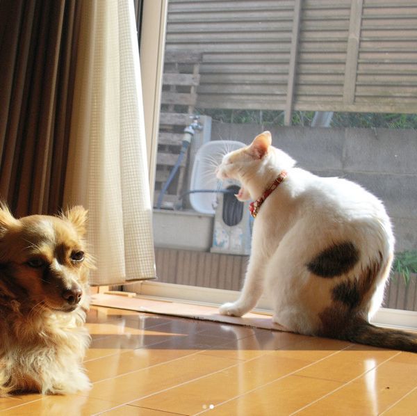 内緒話をする犬猫