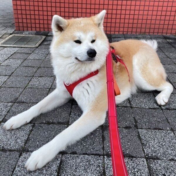 トイレに行ったパパさんを待つももちゃん