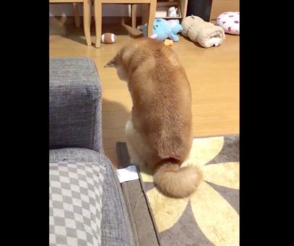 背中で「撫でて」アピールをするロペさん