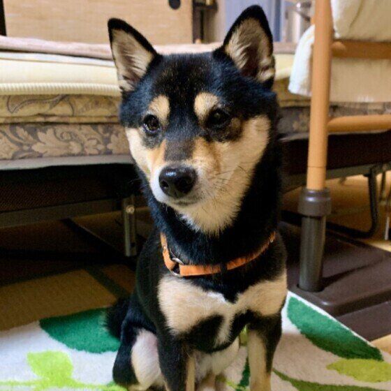 おすわりする柴犬