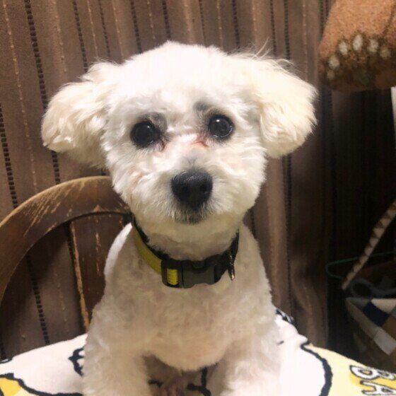 ボロニーズ