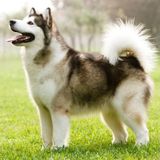 に 似ている シベリアン ハスキーとアラスカン マラミュート いぬのきもちweb Magazine
