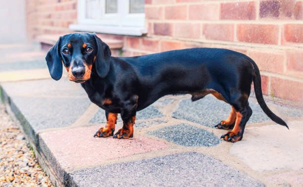 短い髪と滑らかな絹のような茶色と日焼けした毛皮を持つ子犬のミニチュアダックスフント。彼はプロフィールに立って、カメラを直接見ています。彼はレンガ造りの家の近くの裏庭の道に�