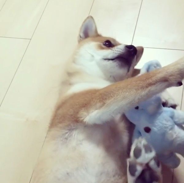 ぬいぐるみと添い寝する柴犬