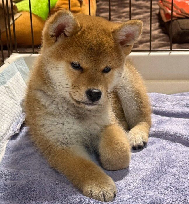 お迎え当時のいぶきちゃん