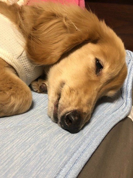 眠いミニチュア・ダックスフンド