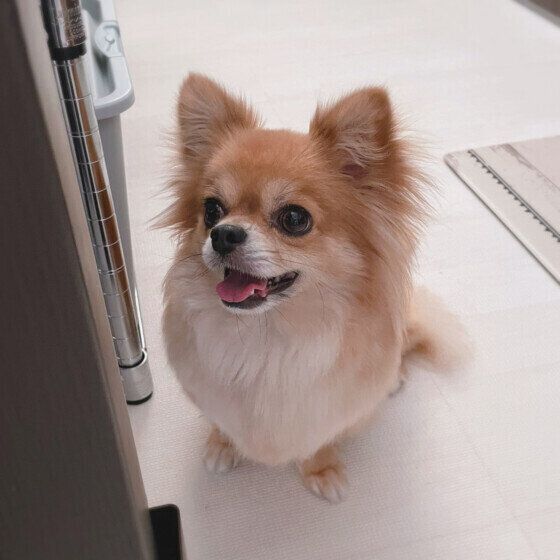 笑顔でオスワリするチワワ
