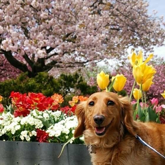 桜とチューリップ、春が来たよ!