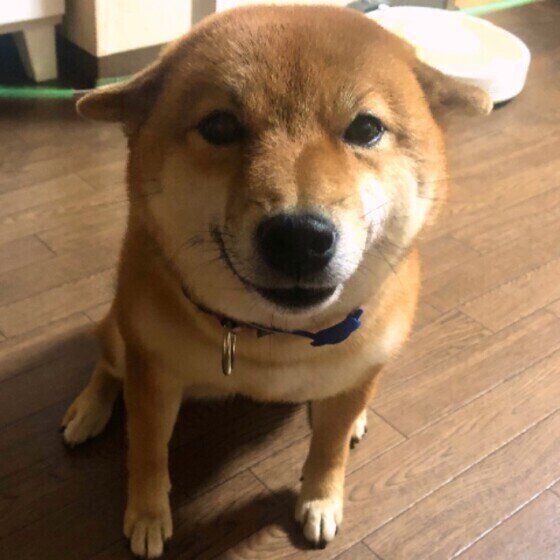 ナナちゃん(柴)