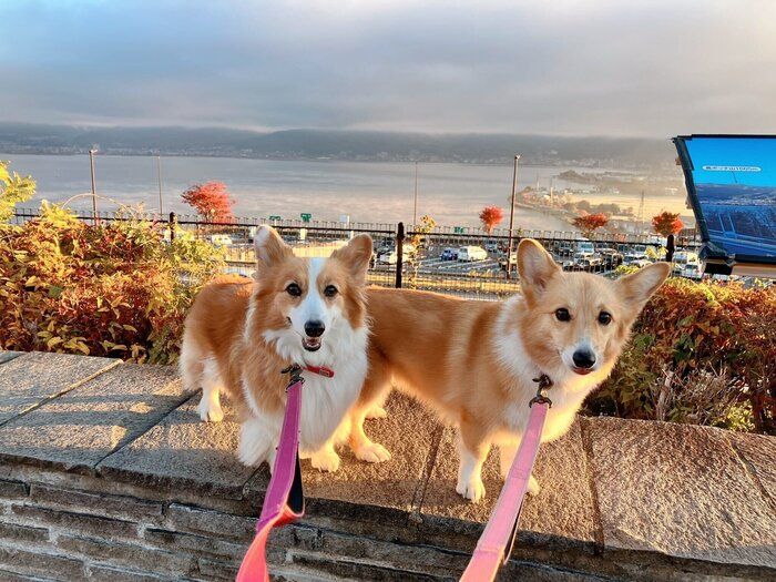 お出かけを楽しむ華ちゃん、麗ちゃん