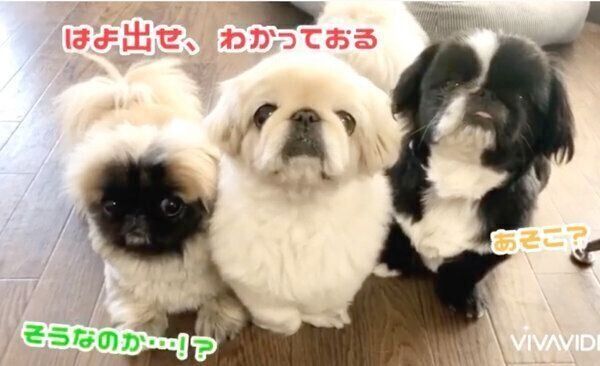 飼い主さんに圧をかける腹ペコギャング