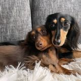 獣医師監修 犬ににんじんを与えても大丈夫 にんじんを食べるメリットと与え方を解説 いぬのきもちweb Magazine 獣医師監修 犬ににんじんを与えても大丈夫 にんじんを食べるメリットと与え方を解説 いぬのきもちweb Magazine