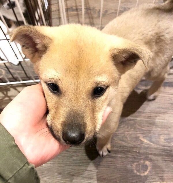 子犬時代のりくちゃん