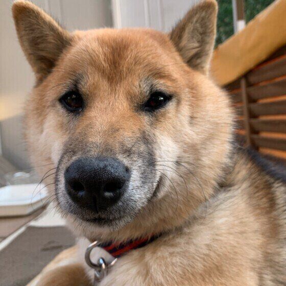 寝起きの柴犬
