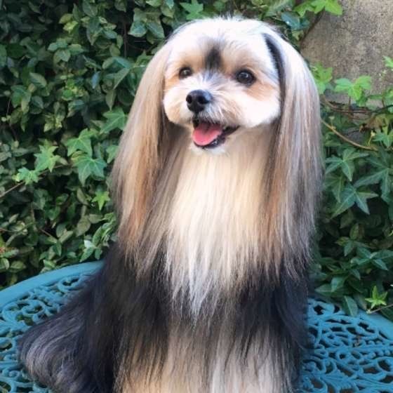 ヨークシャー・テリアのMokoちゃん
