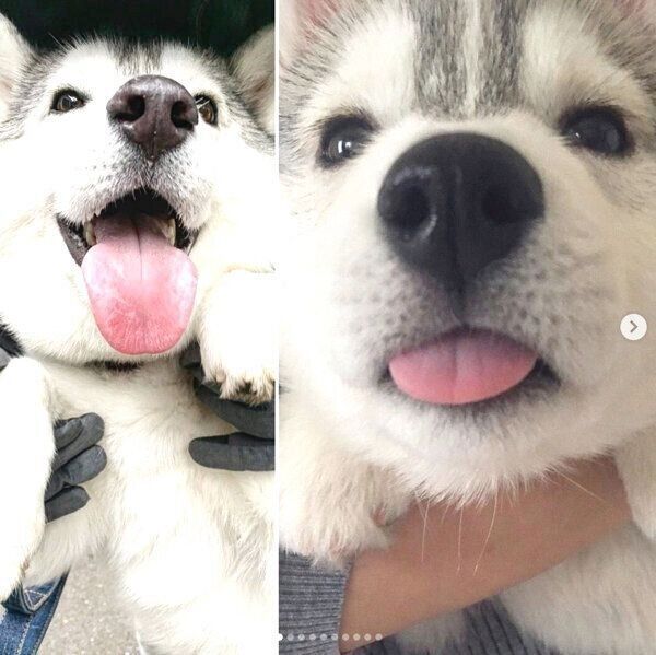 舌を出す子犬時代・現在のいろはちゃん