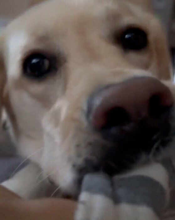 靴下をくわえながら飼い主さんを起こすぼんちゃん