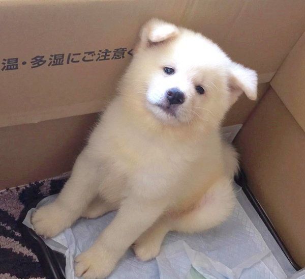 見つめる任三郎くん